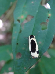Thysanoptyx incurvata