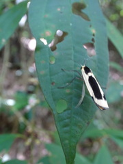 Thysanoptyx incurvata
