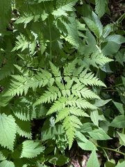 Conioselinum tataricum