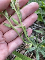 Onosma simplicissima