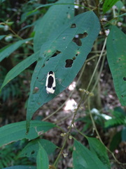 Thysanoptyx incurvata