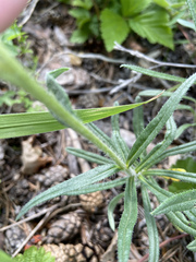 Onosma simplicissima