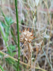 Trifolium strictum