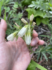 Onosma simplicissima