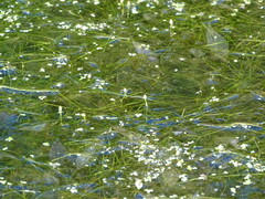 Potamogeton trichoides