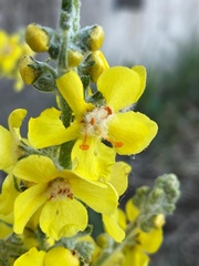 Verbascum pulverulentum