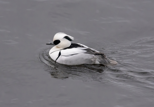 Nonnetje (Mergellus albellus)
