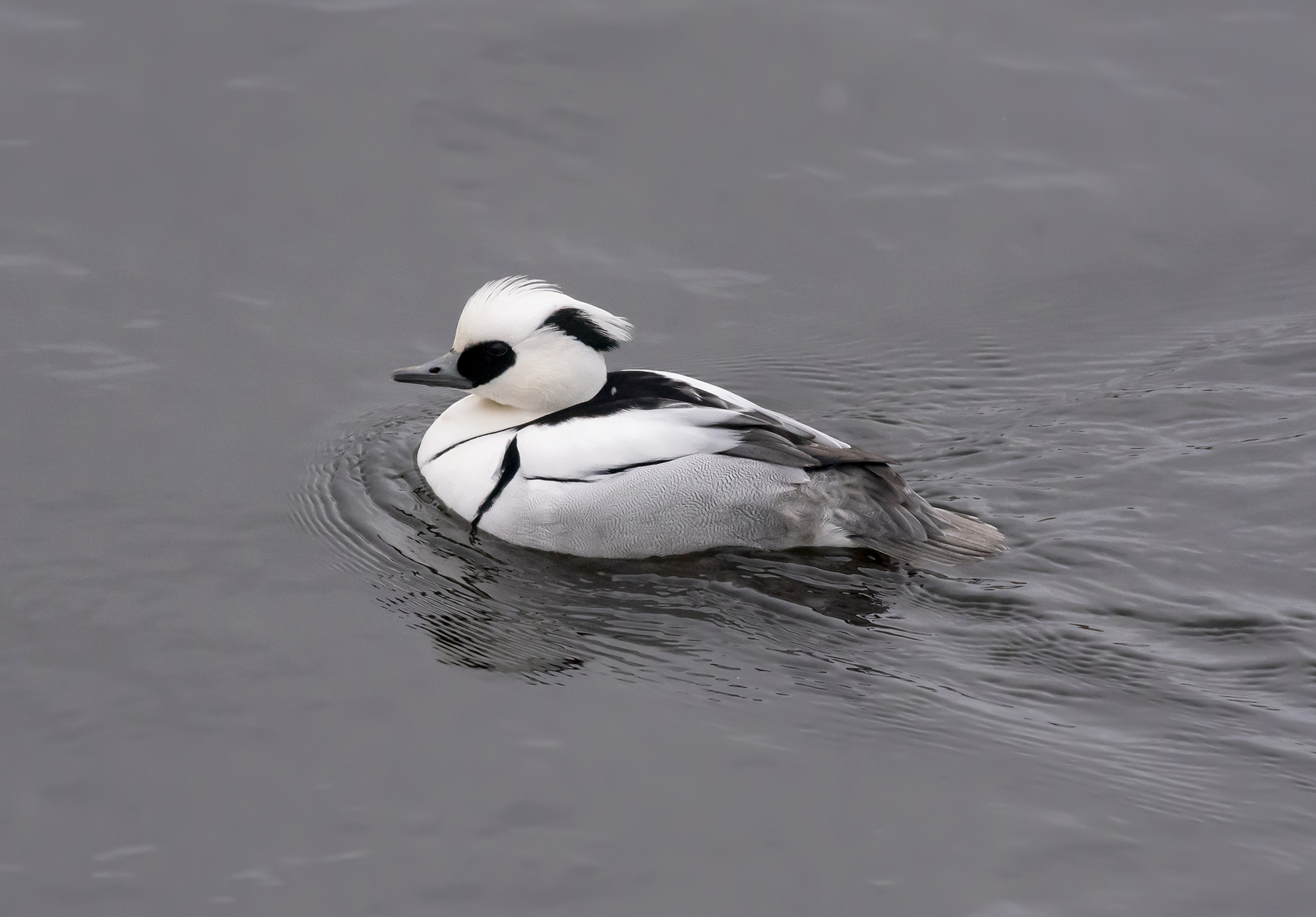 Smew (Mergellus albellus)