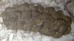 Stichopus vastus