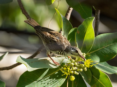 Ramsayornis fasciatus