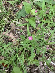 Oenothera rosea