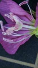 Oenothera rosea