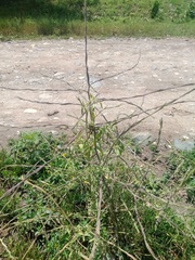 Sisymbrium officinale