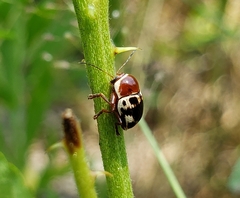 Cryptocephalus mutabilis