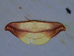 Tridrepana argentistriga