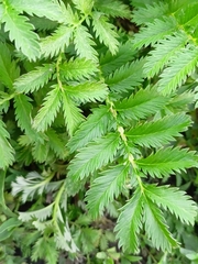 Argentina anserina