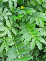 Argentina anserina