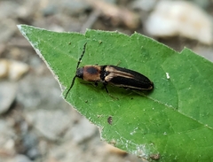 Megapenthes limbalis