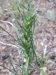 Artemisia commutata