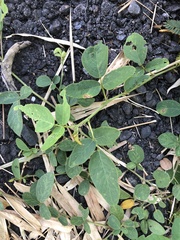 Uraria lagopodioides