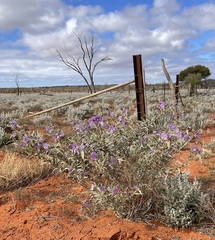 Solanum coactiliferum