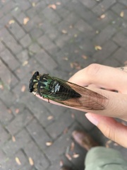 Neotibicen lyricen virescens