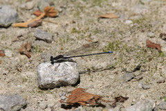 Argia tibialis