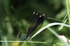 Calopteryx maculata