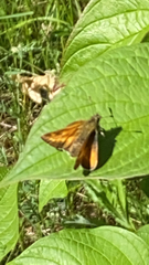 Ochlodes sylvanus