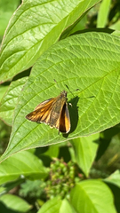 Ochlodes sylvanus