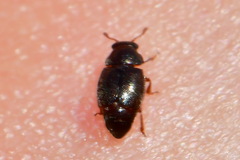 Brachypterus