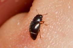 Brachypterus