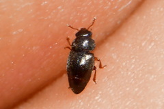 Brachypterus