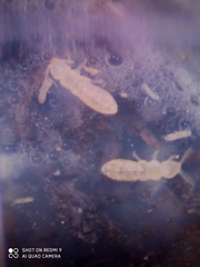 Folsomia candida