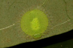 Nymphidae