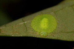 Nymphidae