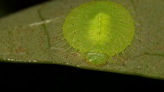 Nymphidae