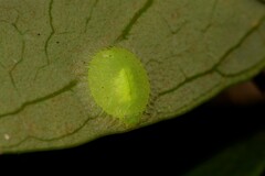 Nymphidae