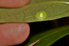 Nymphidae