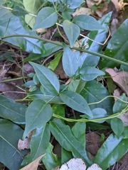 Pandorea jasminoides