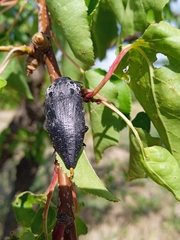 Capnodis