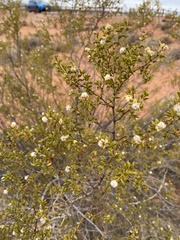 Larrea tridentata
