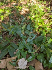 Pandorea jasminoides
