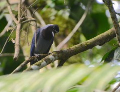 Cyanocorax violaceus
