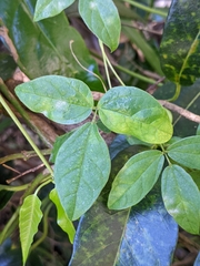 Macrotyloma axillare