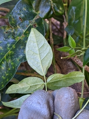 Macrotyloma axillare