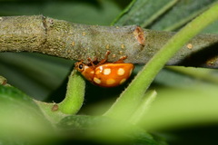 Calvia quindecimguttata