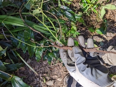 Macrotyloma axillare