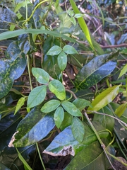 Macrotyloma axillare