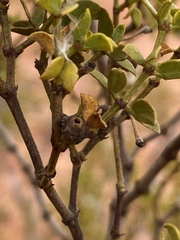 Asphondylia resinosa